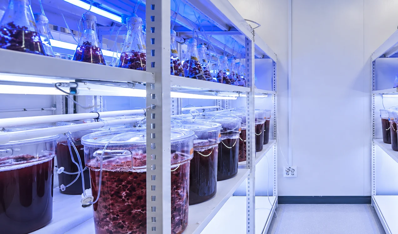 Asparagopsis culture room