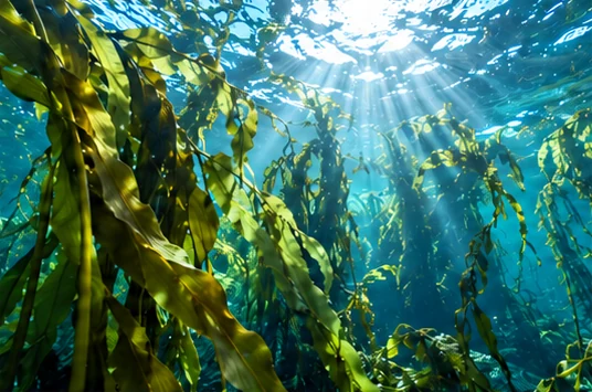 A sunlit seaweed forest under the sea
